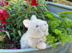 Angora Bunny